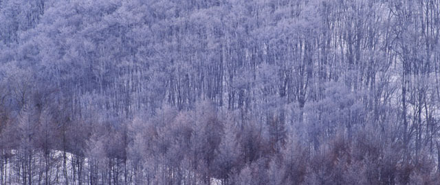 画像4:雪山の木々