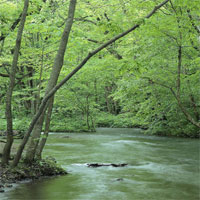 森の中を流れる川(サムネイル)